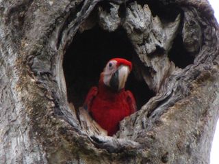 A scarlet macaw in the Maya Biosphere Reserve.