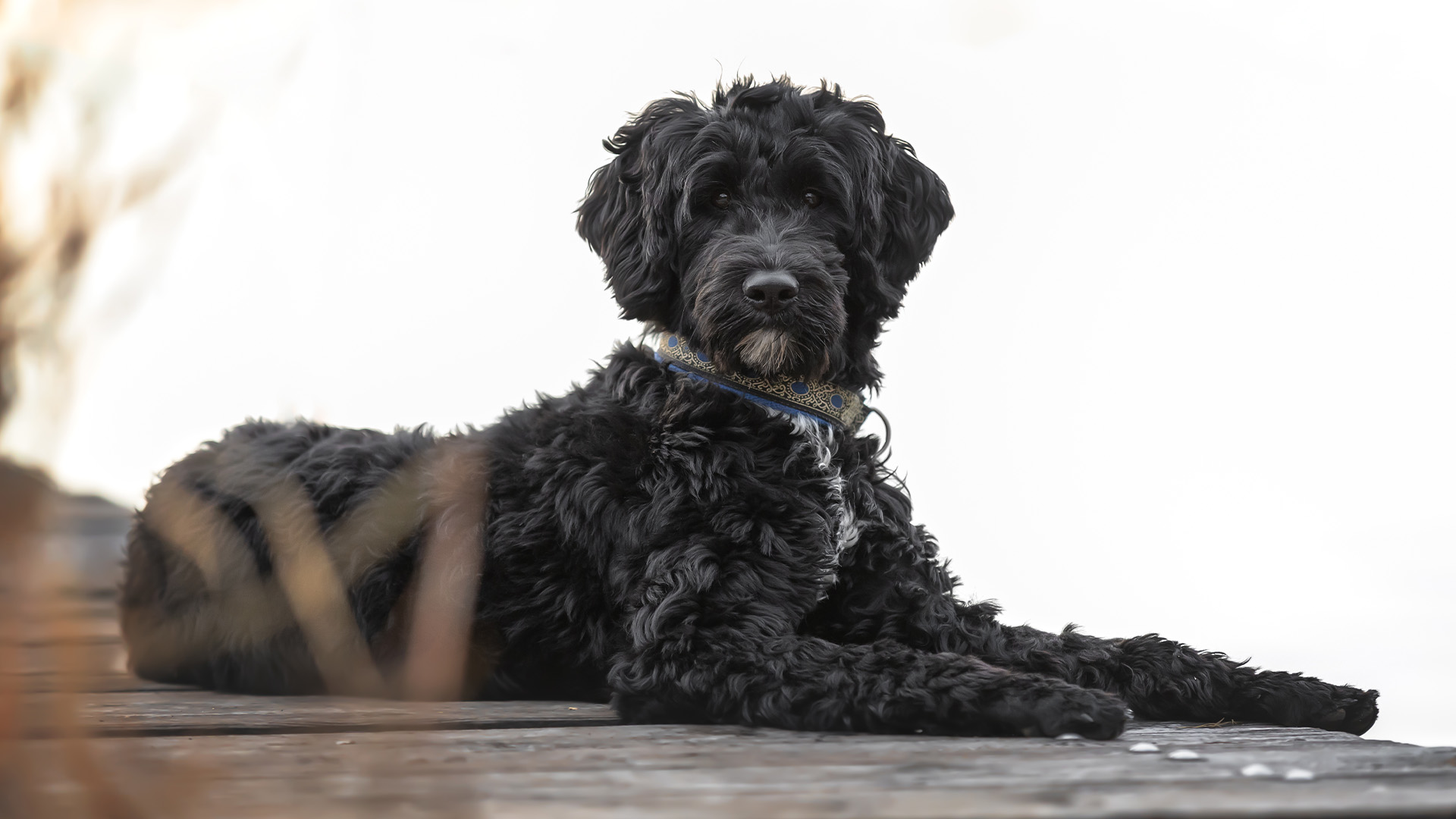 Portuguese Water dog laying down