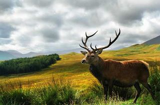 Martindale Deer Forest, Cumbria