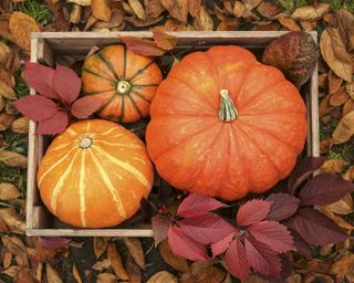 Pumpkins in wooden crate surrounded by fallen leaves