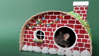 DIY hamster habitats made to look like a woodland cottage with hamster peeking out of door