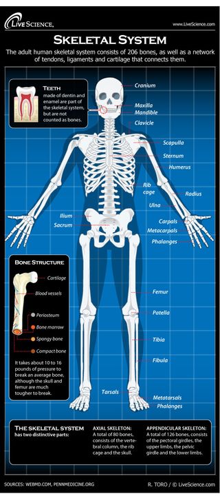 Infographic: All about your body's skeleton, the framework of bones, tendons, ligaments and cartilage
