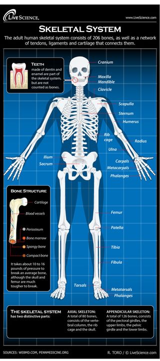 Bone Structure Chart