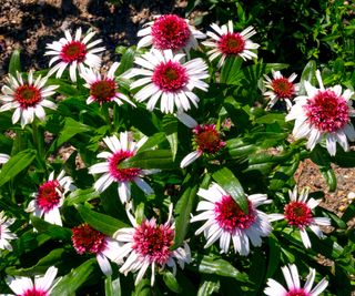 coneflower variety Strawberry And Cream flowering in sunny border
