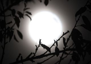 A bright silver sphere shrouded by dark branches