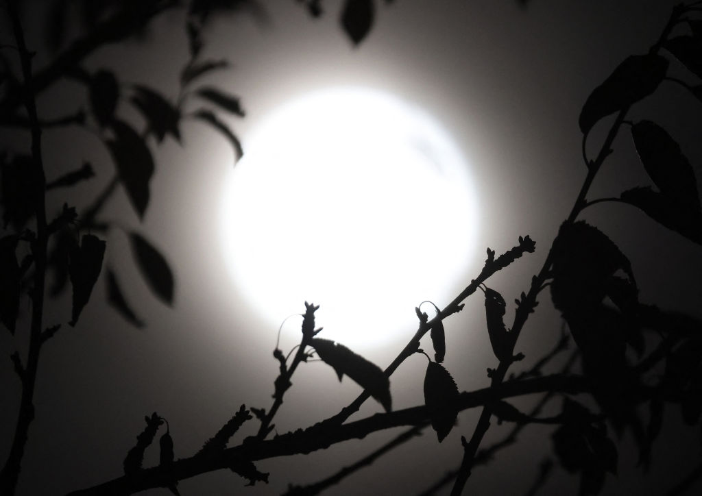 A bright silver sphere shrouded in dark branches