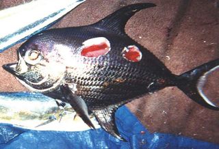 Pomfret with damage from a cookiecutter shark (Isistius brasiliensis).