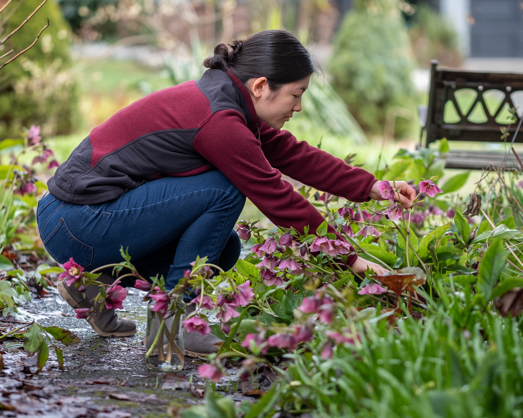 woman pruning hellebores