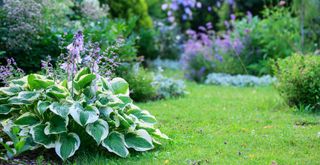 garden with Hosta plant