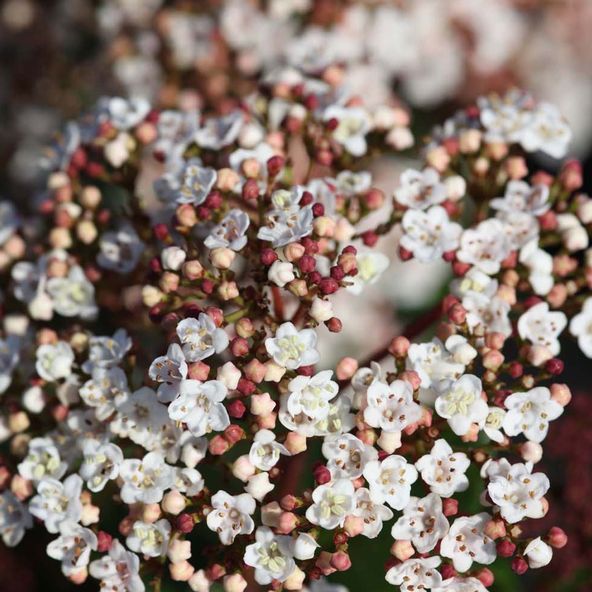 white flowers with red bits in the middle
