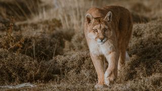 Portrait Of Mountain Lion By Plants