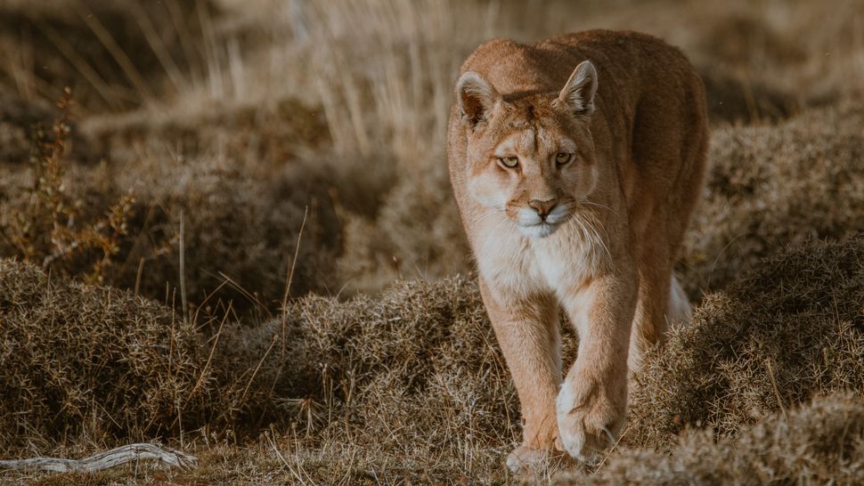 Does bear spray work on mountain lions? Advnture