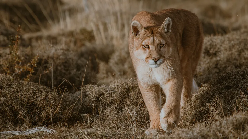 The lion's body has been sent to an animal health lab for further inspection (Image credit: Kevin Zaouali / EyeEm)