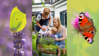 A composite image shows a yellow brimstone butterfly on lavender, a baby, mother and grandmother enjoying the butterfly count, and a red peacock butterfly