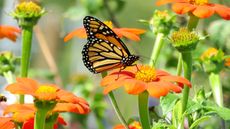 Mexican Sunflower, Monarch Butterfly, 