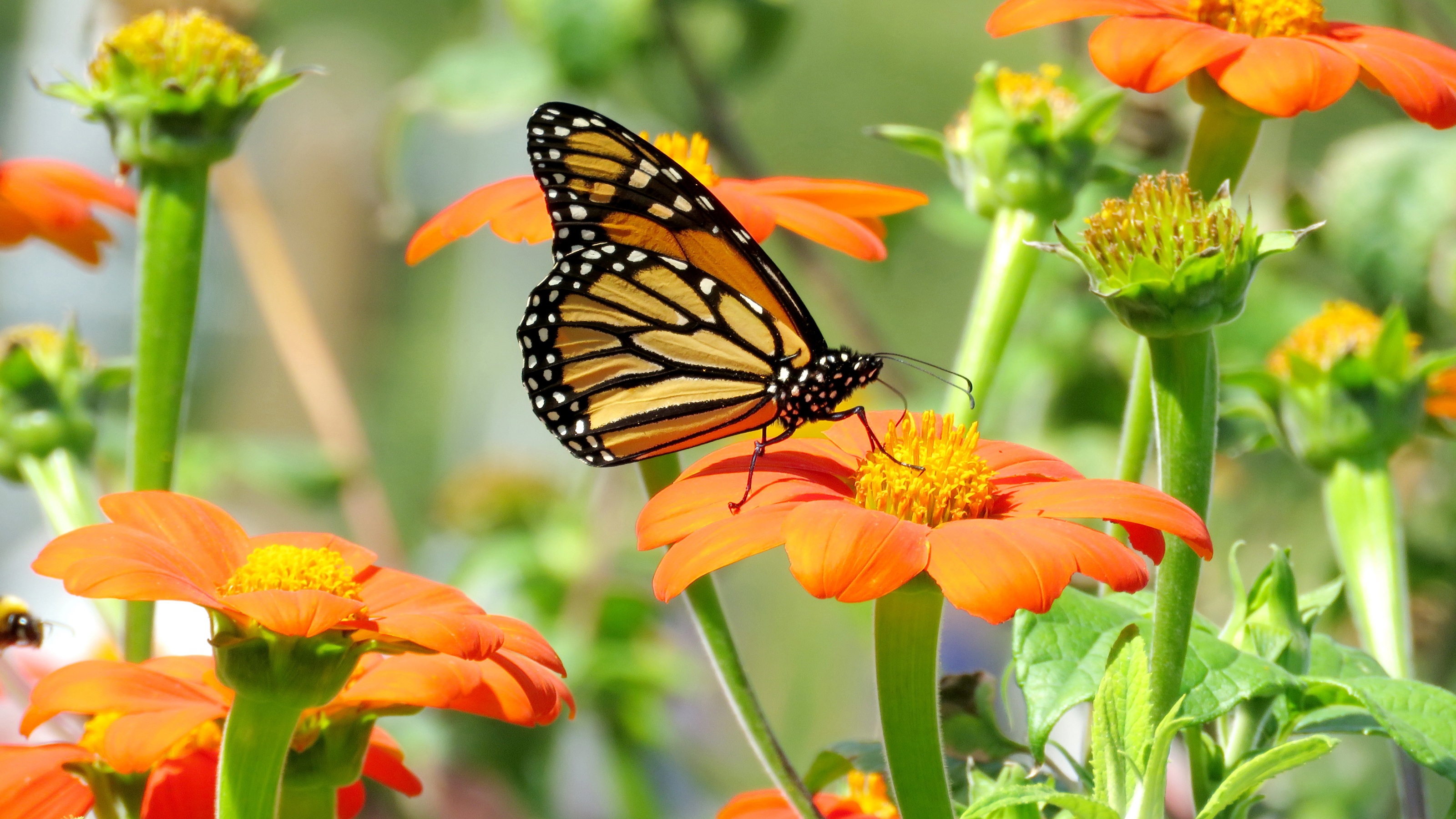 Mexican Sunflower, Monarch Butterfly, 