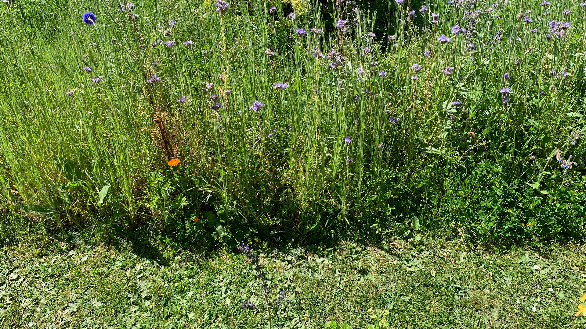No mow May garden with an overgrown wild flower border
