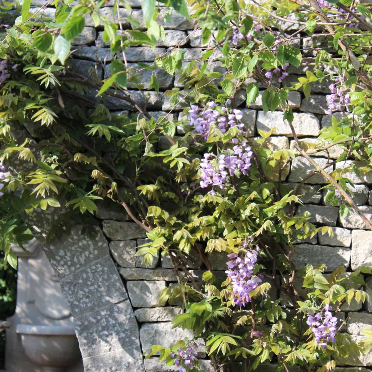 Quand tailler la glycine en hiver 