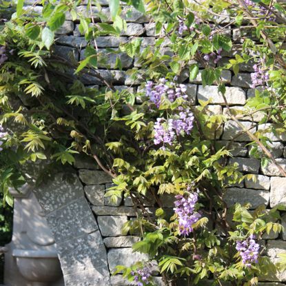 Wisteria growing on stone wall arch in The Bridgerton Garden at RHS Chelsea Flower Show 2024