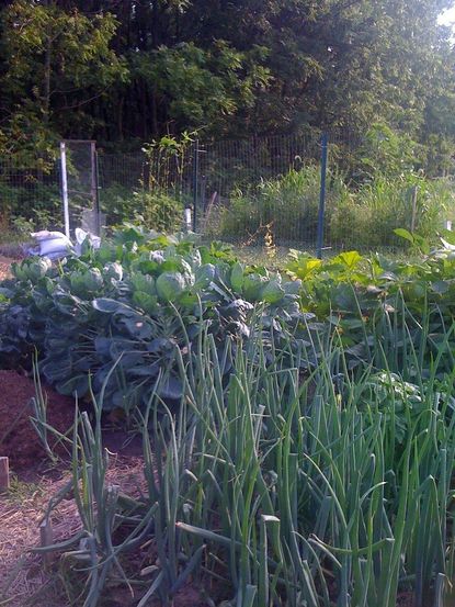 Organic Style Garden Full Of Plants
