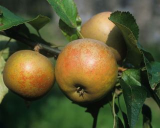 Egremont Russet apples