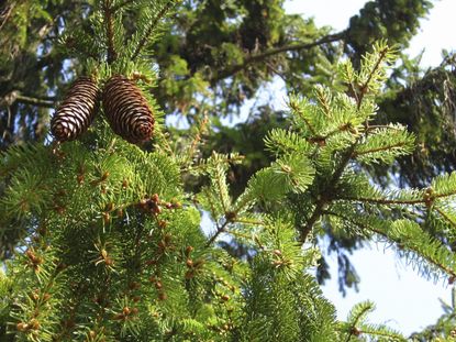 Norway Spruce Tree