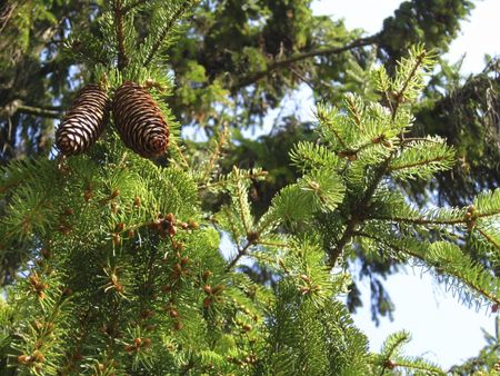 Norway Spruce Tree