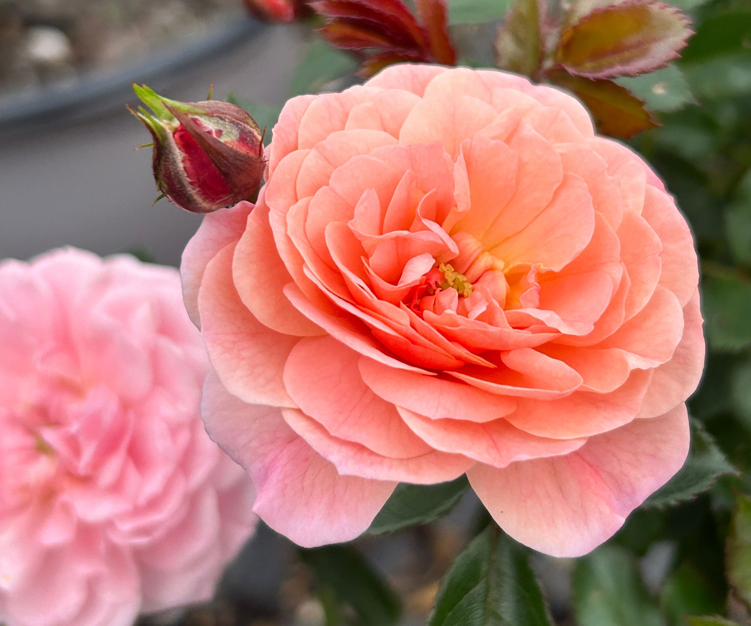 Apricot Drift rose showing apricot flowers