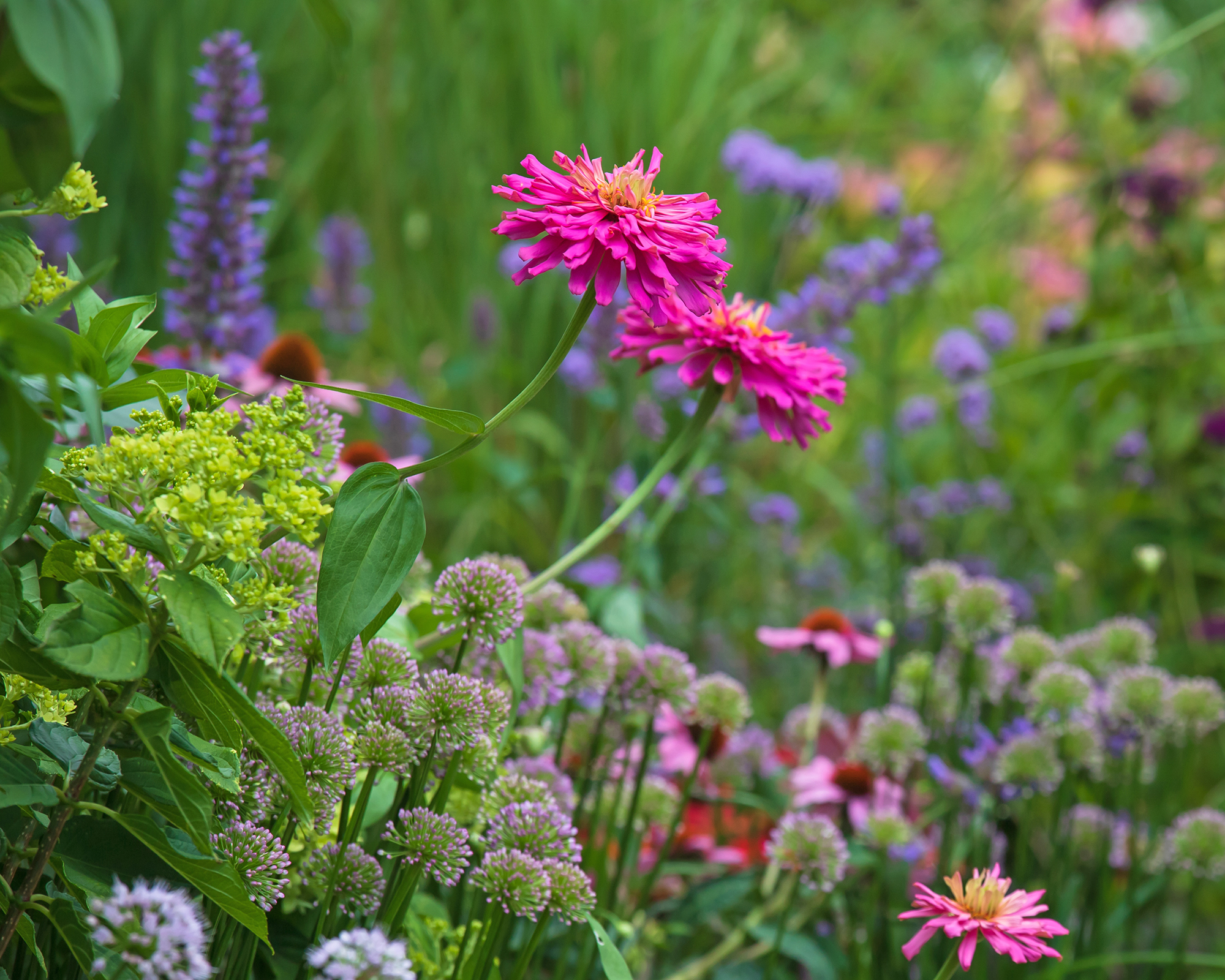 Bright pink zinnias with agastache in the background