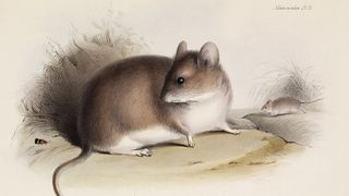 A drawing of a gray leaf-eared mouse from 'The Zoology of the Voyage of HMS Beagle.'