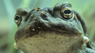 Incilius alvarius, the Colorado River toad.
