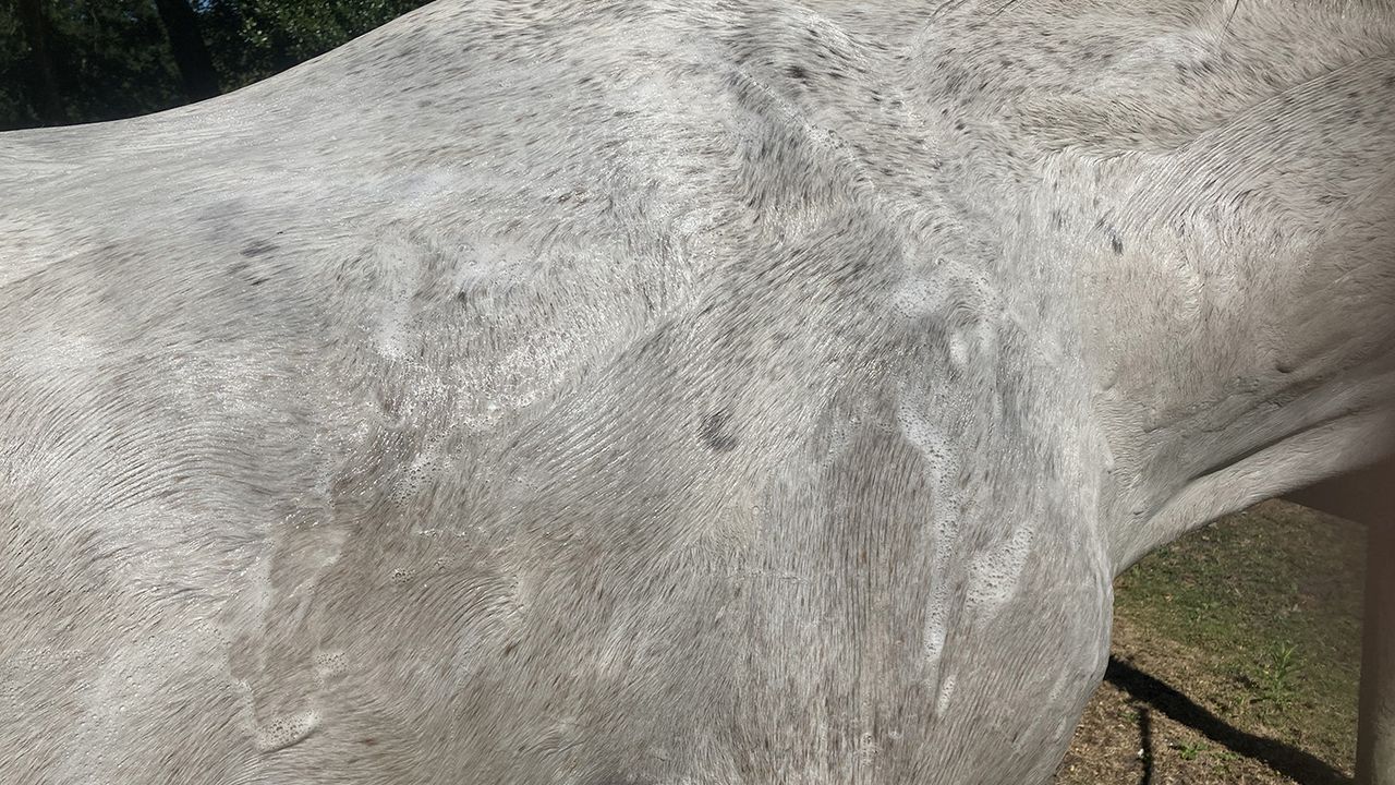 Cavalor Bianco Wash on horse