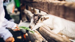 Person feeding goat some lettuce at a zoo