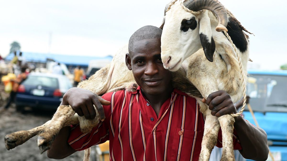 A man carries a ram bought to celebrate Eid al-Adha at the market in Kara, in the state of Ogun, on September 23, 2015.Nigeria imposed tight movement restrictions in the restive northeast aft
