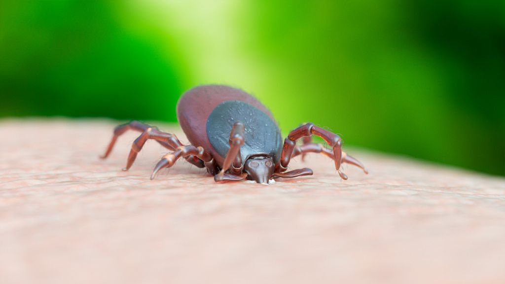 What is Colorado Tick Fever – and how can you avoid it on the trail ...