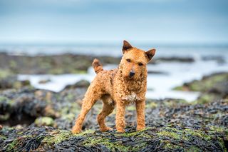 lakeland terrier