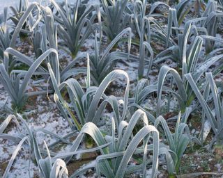leeks in frost