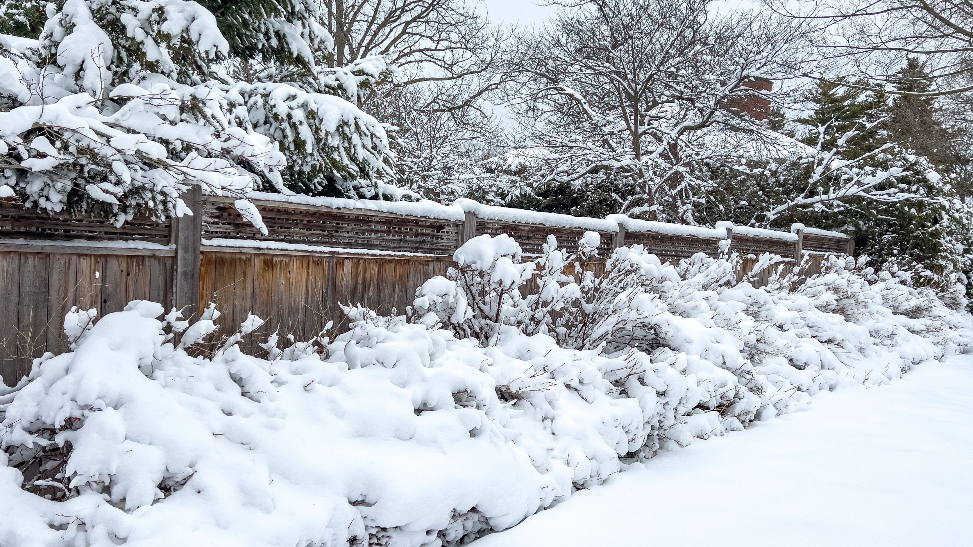 garden border covered with snow