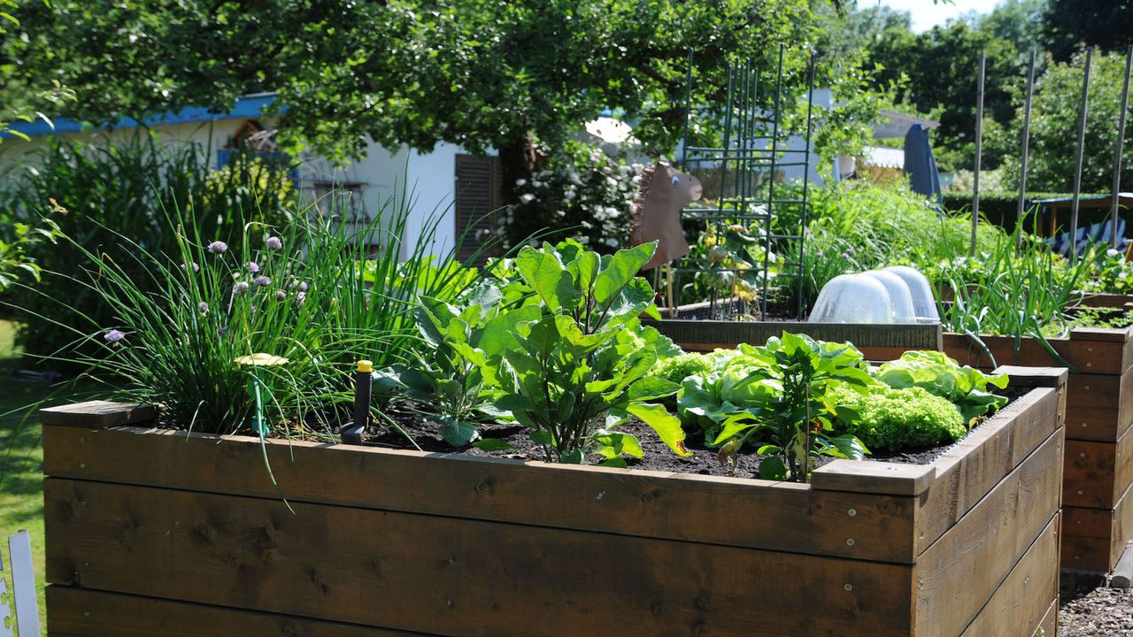 Multiple raised garden beds with green vegetables growing in them