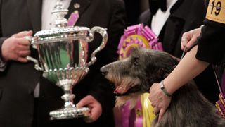 Scottish deerhound winning trophy