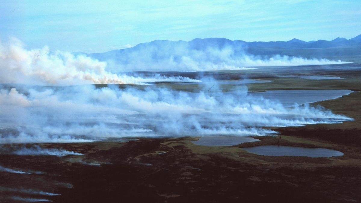 Alaskan tundra