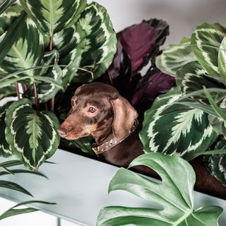 brown dog with belt on neck in plants