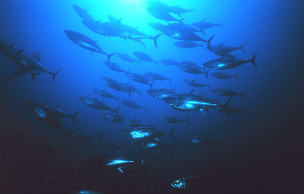 Bluefin tuna