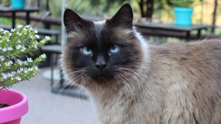 Balinese cat