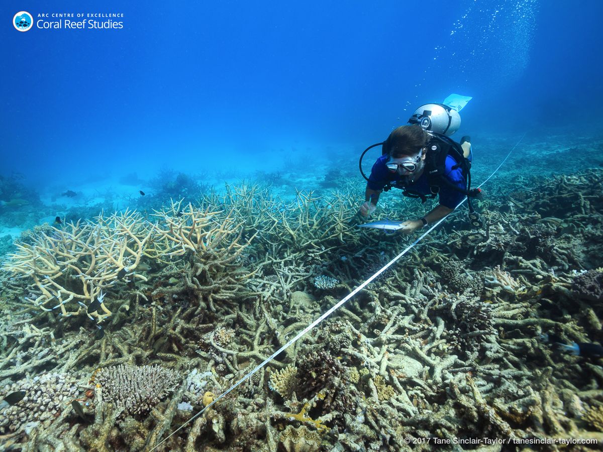 barrier-reef-bleaching-death