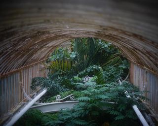 Plants inside the Palm House, Kew Gardens