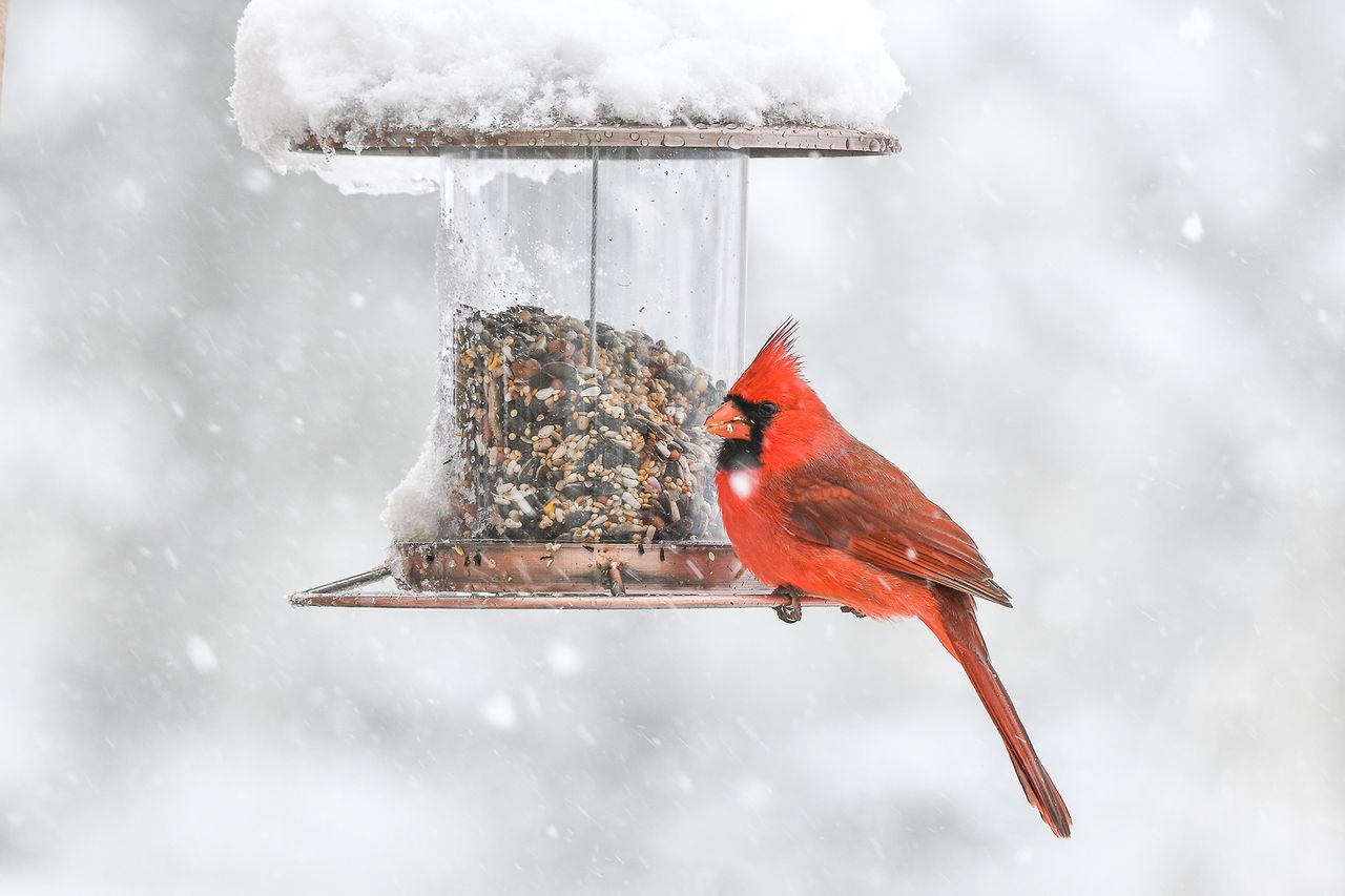 feeding birds in winter red Cardinal sits perched on a bird feeder during a snow fall