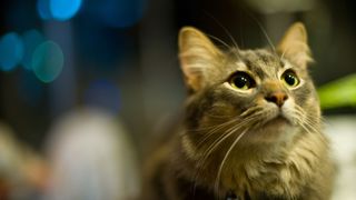 Brown munchkin cat