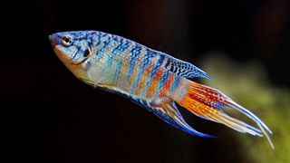 paradise fish with an oblong shaped body, with blue and orange colouring