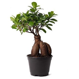 American Plant Exchange Ficus Ginseng Microcarpa Easy Care 4 Year Old Bonsai Tree Live Plant, 6